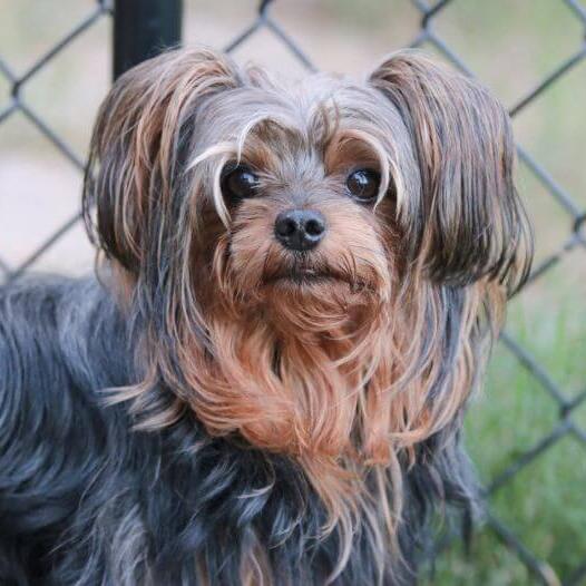 Yorkie Poo dog walking outside